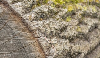 <p>Detalhe de anéis de um tronco</p> 